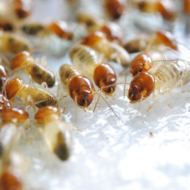 Termite control service in Sharjah | Al Ameen Pest Control