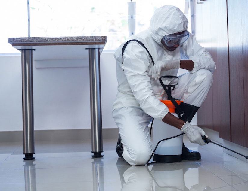 Pest Control In Dubai Al Ameen Pest Control Sharjah, Dubai